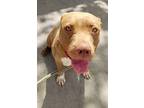 JUDY Pit Bull Terrier Adult Female