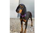 Maize Black and Tan Coonhound Young Female