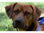Adopt Rocky a Redbone Coonhound, Cattle Dog
