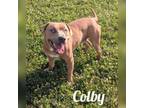 Adopt Colby a Mountain Cur, Basset Hound