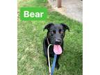 Adopt Bear a Black Labrador Retriever / Catahoula Leopard Dog / Mixed dog in