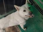 Adopt Moi a White Jindo / Mixed dog in Niagara Falls, ON (32341871)