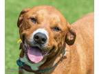 Adopt Myley a Red/Golden/Orange/Chestnut Labrador Retriever / Rottweiler / Mixed