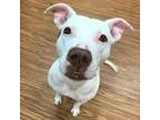 Fiona, Border Terrier For Adoption In Merriam, Kansas