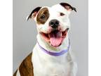 Adopt Eve a White - with Tan, Yellow or Fawn Pit Bull Terrier / Mixed dog in