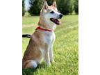 Adopt Eva a Brown/Chocolate Shiba Inu / Mixed dog in Elkhorn, WI (31456861)