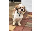 Adopt Tony a White - with Tan, Yellow or Fawn Shih Tzu / Poodle (Miniature) /