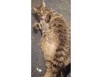 Adopt Tiger the Tabby a Domestic Shorthair / Mixed cat in Pekin, IL (32354032)