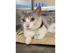 Adopt Sukee a Siamese / Mixed cat in Claremore, OK (32353937)