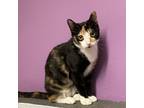 Adopt Tortie a Calico or Dilute Calico Domestic Shorthair / Mixed cat in