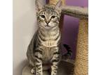Adopt Schatzie a Gray or Blue Domestic Shorthair / Mixed cat in LaBelle