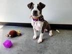 CONNOR American Pit Bull Terrier Puppy Male
