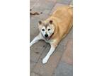 Adopt Marge a Red/Golden/Orange/Chestnut Shiba Inu / Mixed dog in Los Alamitos