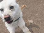 Adopt Sai a White Jindo / Mixed dog in Niagara Falls, ON (32360820)