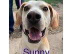 Sunny (690) Beagle Adult Male