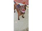 Adopt Gigi a Labrador Retriever / Mixed dog in Boston, KY (32379757)