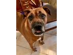 Adopt King a Brown/Chocolate Boxer / Pit Bull Terrier / Mixed dog in Lincoln