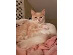 Adopt Penny a Tan or Fawn Tabby Domestic Shorthair / Mixed (short coat) cat in