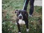 Adopt CHLOE a American Pit Bull Terrier / Mixed dog in Rome, GA (32369913)