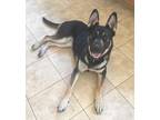 Adopt Reno a Black - with White German Shepherd Dog / Mixed dog in Pleasant