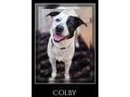 Colby Pointer Adult Male