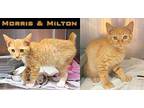Morris and Milton American Bobtail Kitten Male