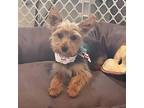 Wally Yorkie, Yorkshire Terrier Puppy Male