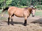 Fine Looking Buckskin Mare One of My Personal Horses