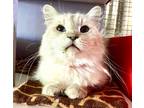 Adopt Lagertha a Siamese / Mixed (medium coat) cat in Tucson, AZ (32399109)
