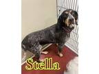 Stella 21287 Bluetick Coonhound Senior Female