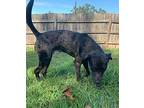 Taco Catahoula Leopard Dog Young Male