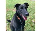 Adopt Donovan ('Donnie') a Black Labrador Retriever / German Shepherd Dog /