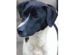 Adopt RANGER a White - with Black Rat Terrier / Pointer / Mixed dog in Coeburn