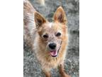Adopt Freya a White Australian Cattle Dog / Mixed dog in Visalia, CA (32410683)