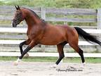 Imported Oldenburg stallion