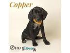 Copper Hound (Unknown Type) Puppy Male