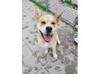 Adopt Fred a Tan/Yellow/Fawn Akita / German Shepherd Dog / Mixed dog in Everett