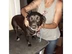 Adopt Sophie a Black Dachshund / Blue Heeler / Mixed dog in Lake Wales