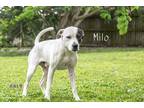 Adopt Milo a German Shorthaired Pointer / Affenpinscher / Mixed dog in