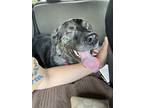 Adopt Penelope a Black - with Gray or Silver Catahoula Leopard Dog / Mixed dog