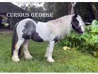 MHB Stokes Curious George Nice Driving Mini Gypsy Stallion