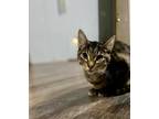 Adopt Wink a Brown or Chocolate Domestic Shorthair / Mixed cat in Morgantown