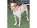 Adopt Georgie a White - with Red, Golden, Orange or Chestnut Pointer / Mixed dog