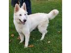 Adopt Godsend a White German Shepherd Dog / Mixed dog in Brookfield