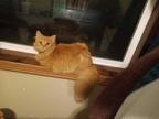 Adopt Odie a Orange or Red Tabby Domestic Longhair / Mixed cat in Glendive