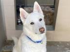 Adopt SALEM a White German Shepherd Dog / Siberian Husky / Mixed dog in Tustin