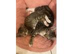 Adopt Tabby Kittens a Tabby