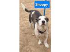Adopt Snoopy a White - with Black Basset Hound / Bull Terrier / Mixed dog in