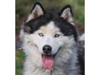 Adopt Yeti a Alaskan Malamute / Mixed dog in Vallejo, CA (32446394)