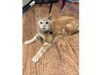 Adopt COURTESY- Little Bit a Orange or Red Domestic Shorthair / Mixed (short